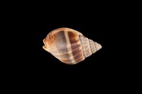 藏品(織紋螺)的圖片